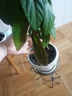 Почему сохнет авокадо