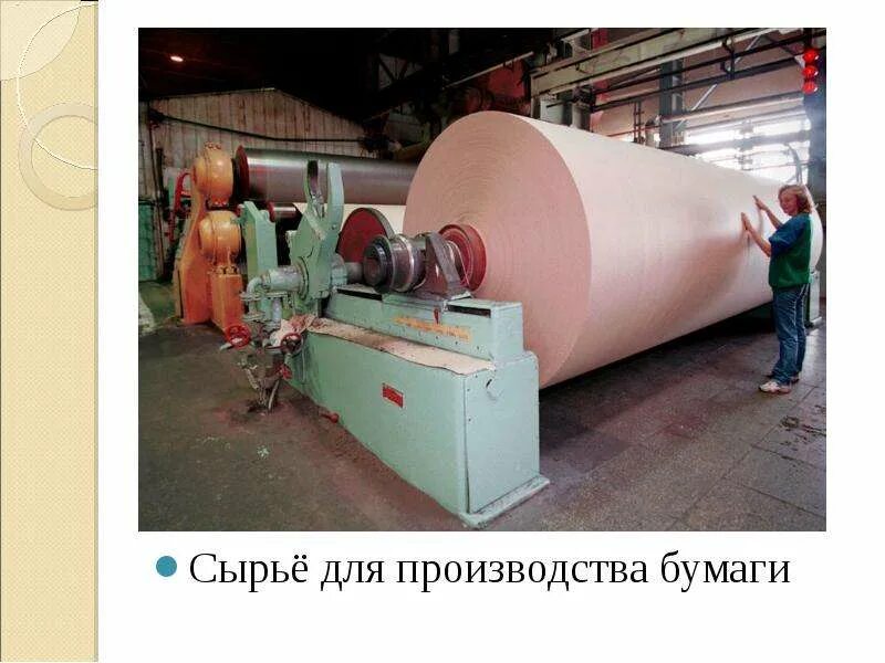Недостатки изготовления бумаги. Сырье для производства бумаги. этапы производства бумаги для детей. деревья для изготовления бумаги. производство бумаги из древесины.