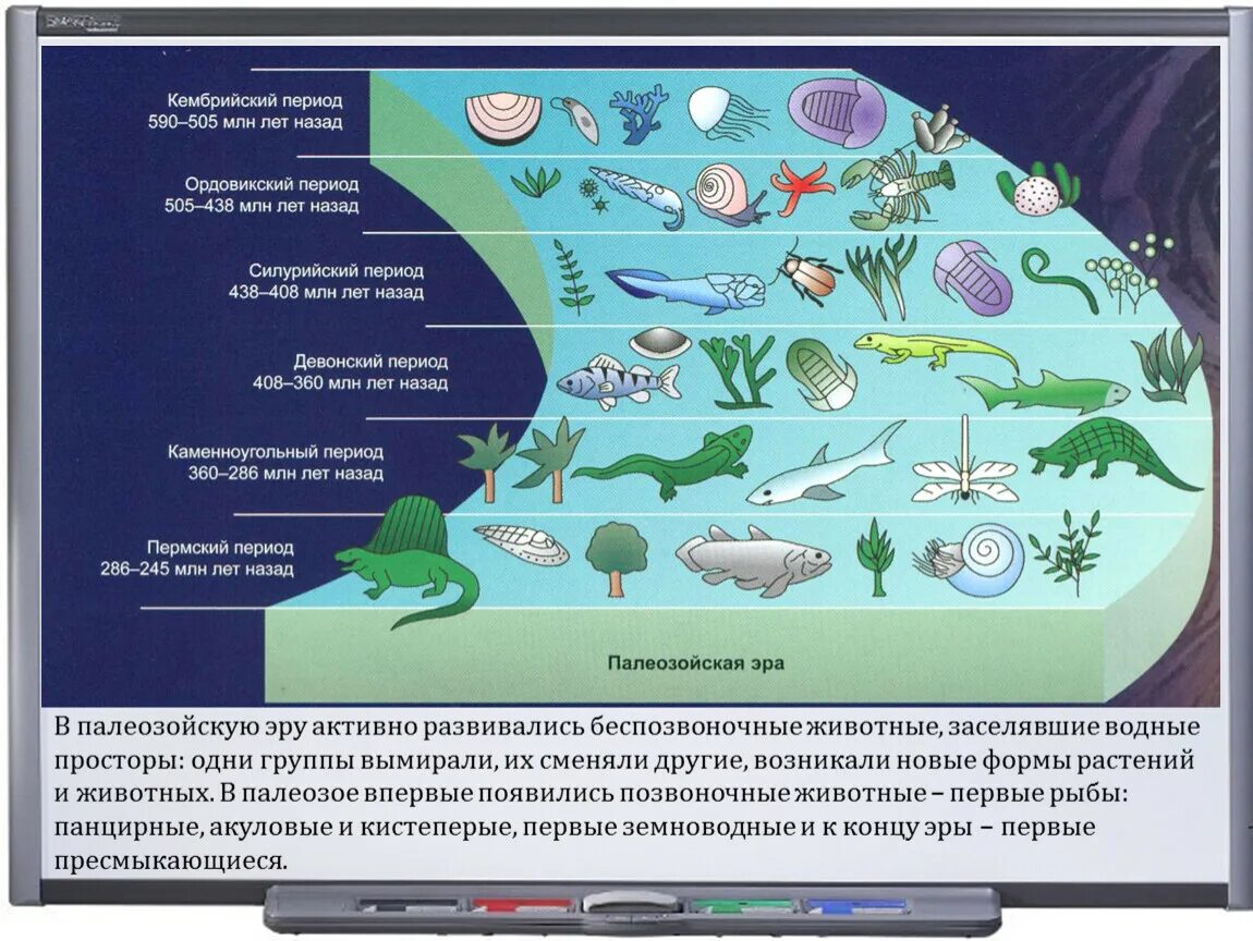 Кембрийский период палеозойской эры.