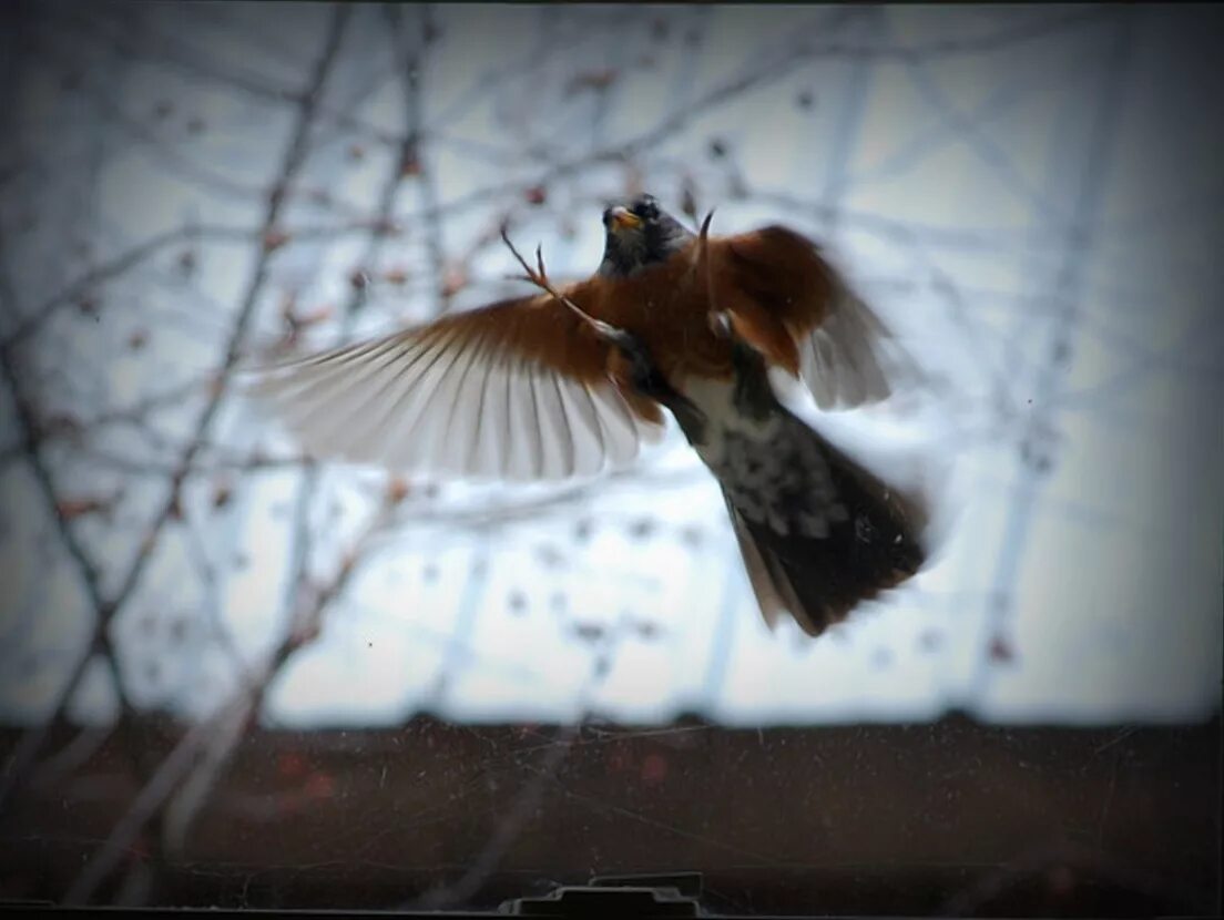 Примета птица стучит. Птицы за окном. Птицы улетают окно. Птица которая стучит. Птицы на окна.