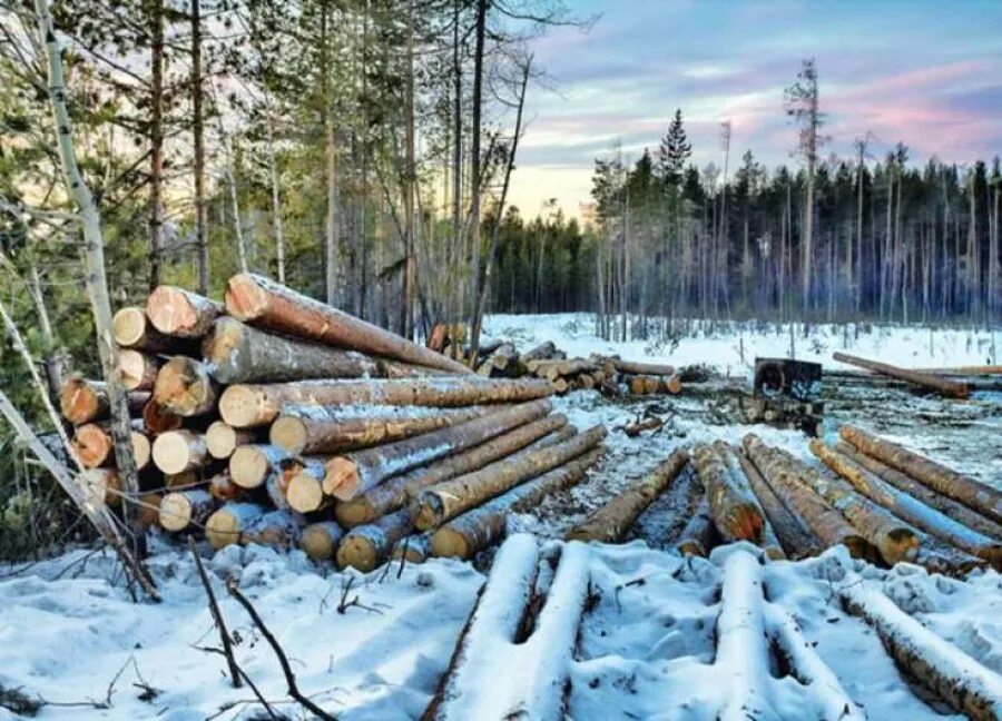 Руби сосну. Заготовка леса. Спиленные деревья в лесу. Рубка леса. Заготовка зимнего леса.