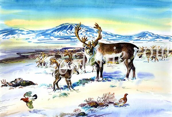 Картины «северные олени» важенка. Картина северные олени старшая группа ушакова. Северный олень живопись. Новоземельский северный олень красная книга. Северные олени картина ушакова.