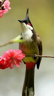 Android bird