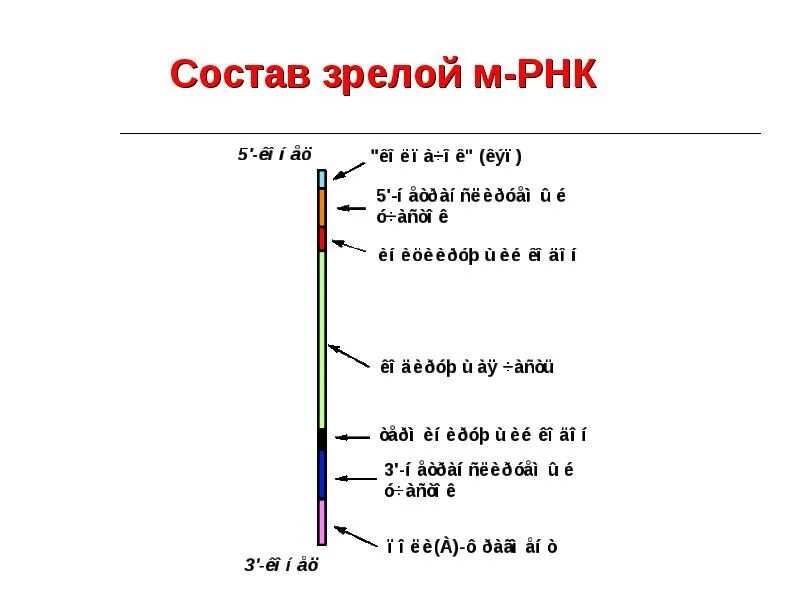 Строение зрелой информационной РНК. Зрелая м РНК. Где располагаются МРНК. Входит в состав зрелой МРНК?.