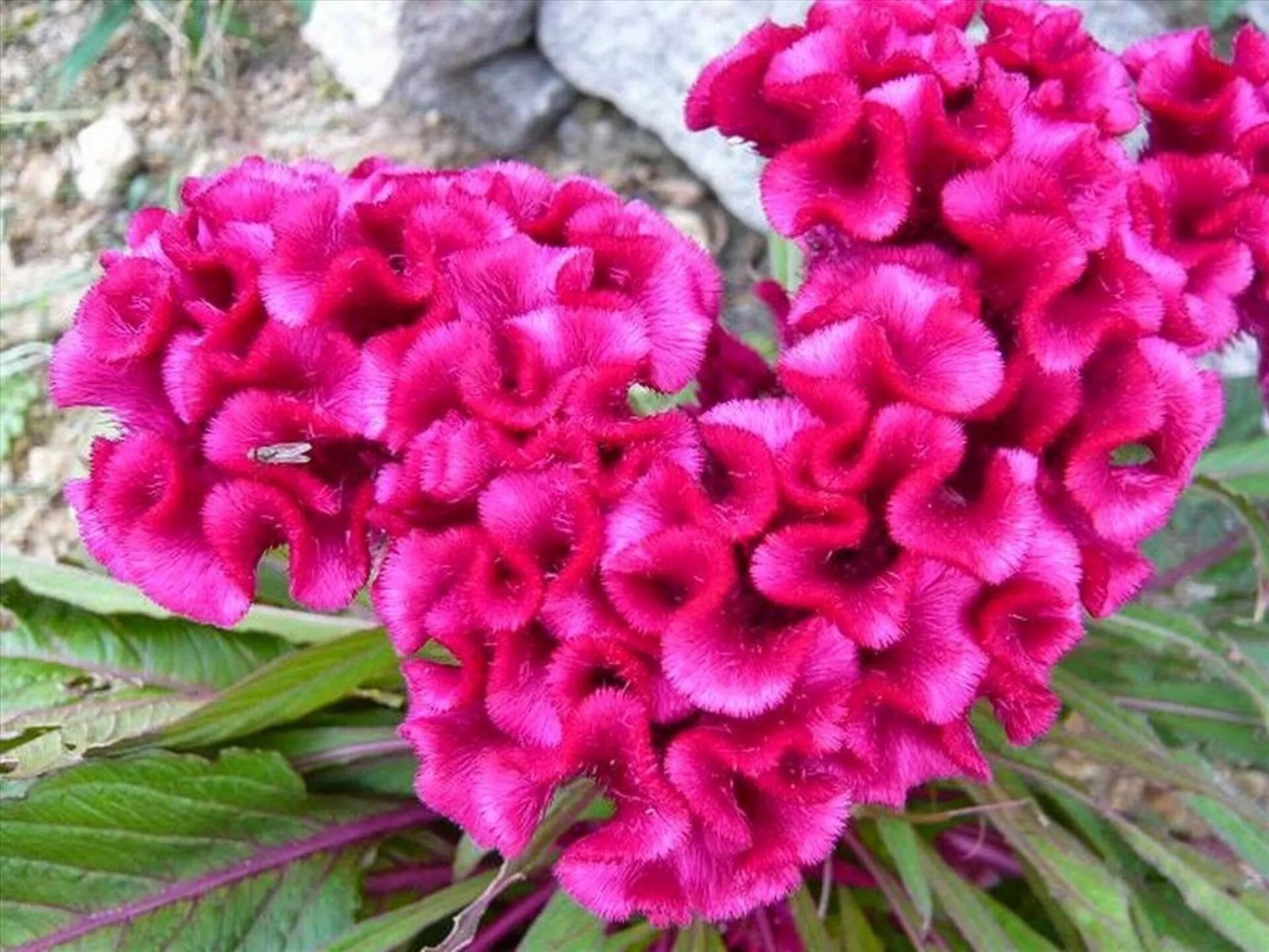 Целозия гребенчатая петушиный гребешок. Целозия. Петушки целозия. Цветок целозия петушиный гребешок. Цветы целозия.