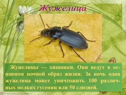 Насекомые доклад