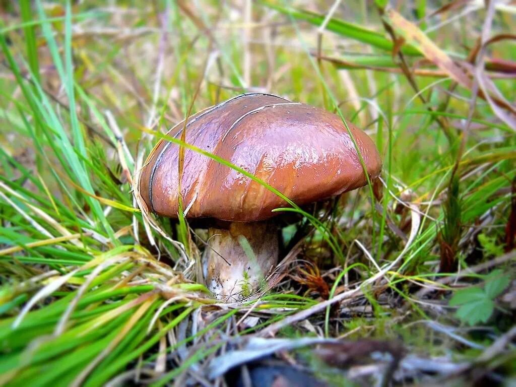 Масленок. Съедобные грибы маслята. Маслёнок гриб. Масленок Suillus luteus. Гриб Suillus luteus.