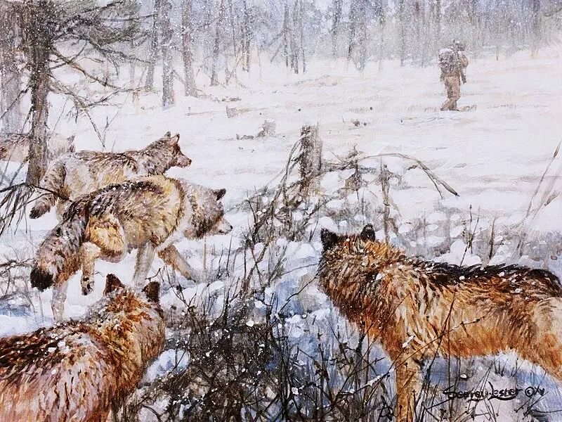 Охота на лису волка. John Seerey-Lester картины. Джон Сирей-Лестер художник анималист.