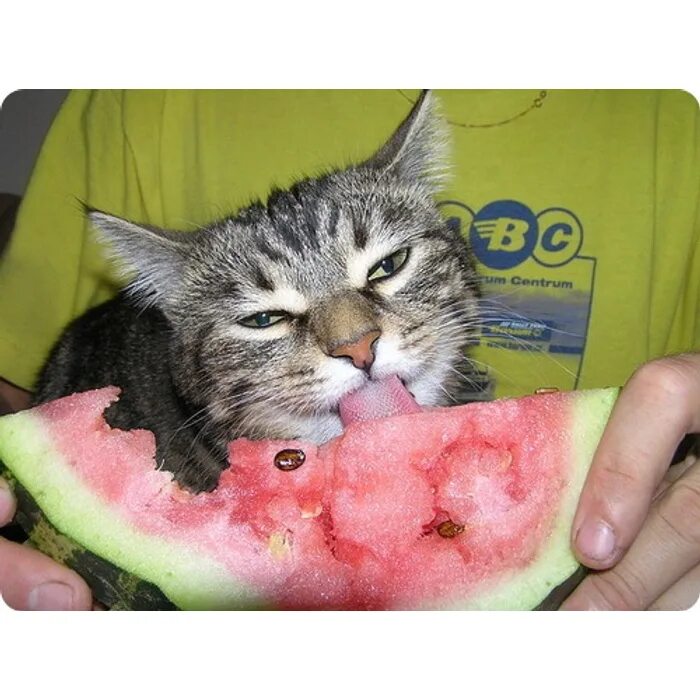 Можно давать котам арбуз. Котёнок ест орбус. котик ест арбуз. котенок ест арбуз. кот на арбузе.