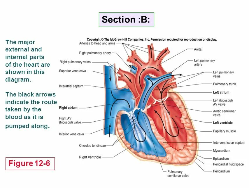 The heart structure. The heart structure