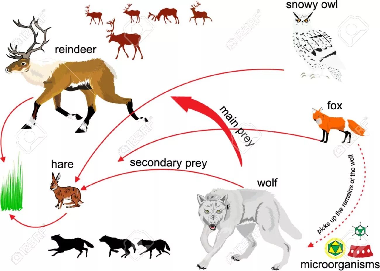 Пищевая цепь с оленем. Цепь питания лемминг. Пищевая цепь. Цепь питания в тундре. Цепь питания оленя.