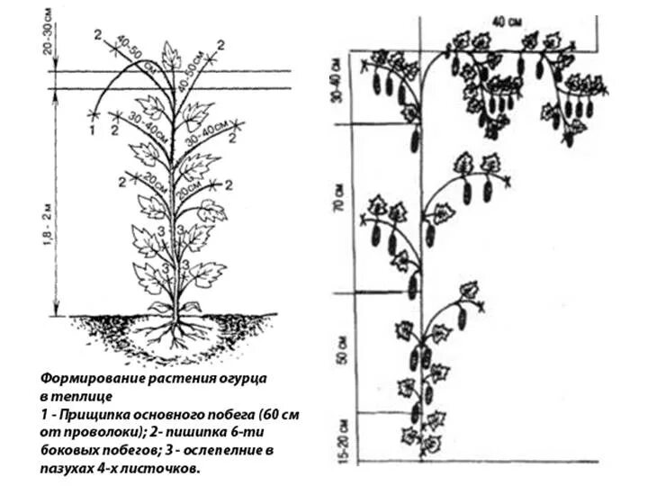 Схема пасынкования огурцов в теплице. Схема пасынкования огурцов. Схема пасынкования перца. Схема пасынкования помидор в открытом грунте.