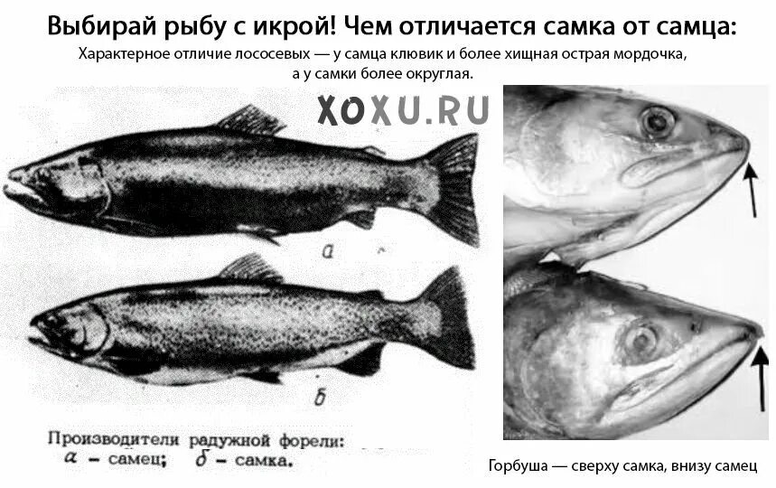 Как определить горбушу девочку