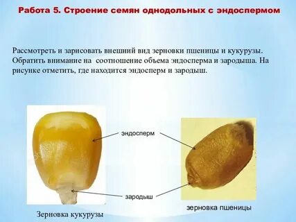Зародыш с запасом питательных