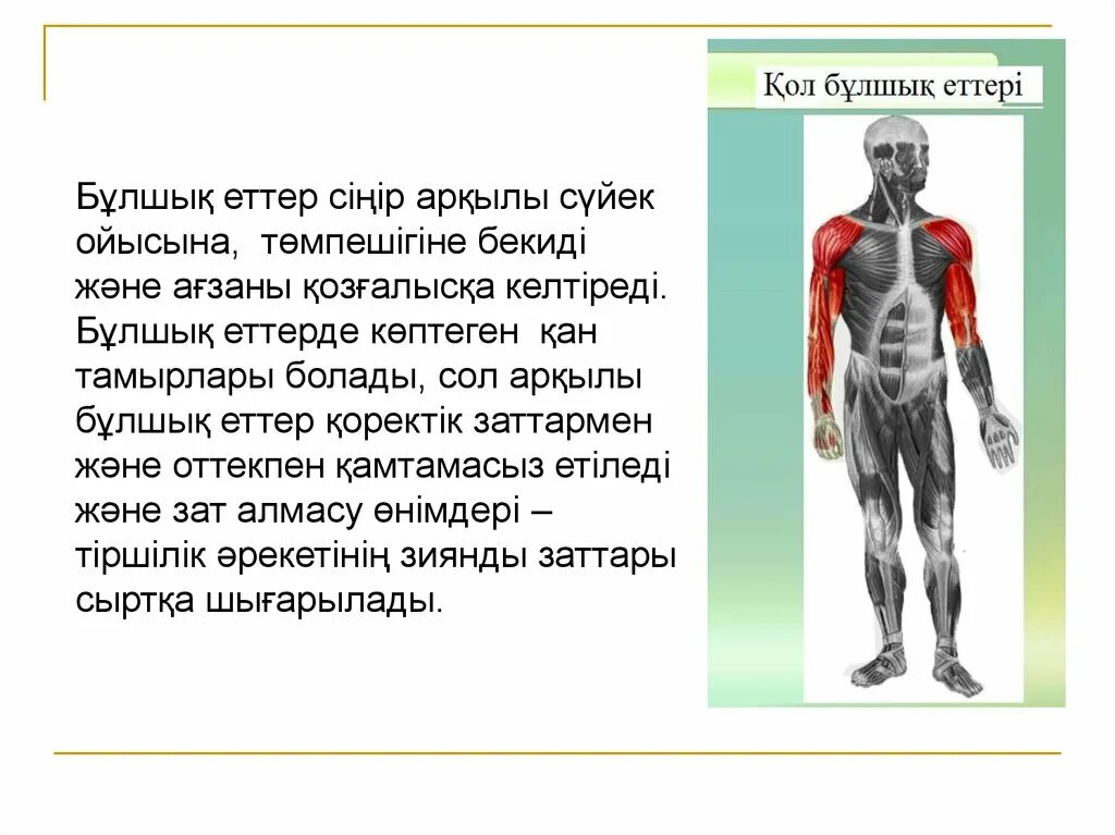 Бұлшықеттің биохимиясы. Строение мышц ребенка. Бұлшық ет презентация. Бұлшық ет ұлпаларының жіңішке филаменті. Бронхтар.