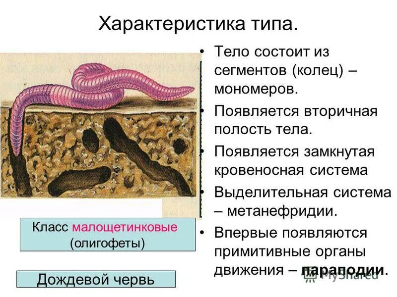Черви особенности внешнего строения. Характеристика дрожжевых червей. общая хар ка кольчатых червей. тип кольчатые черви кольчецы таблица. общая характеристика кольчатых червей.