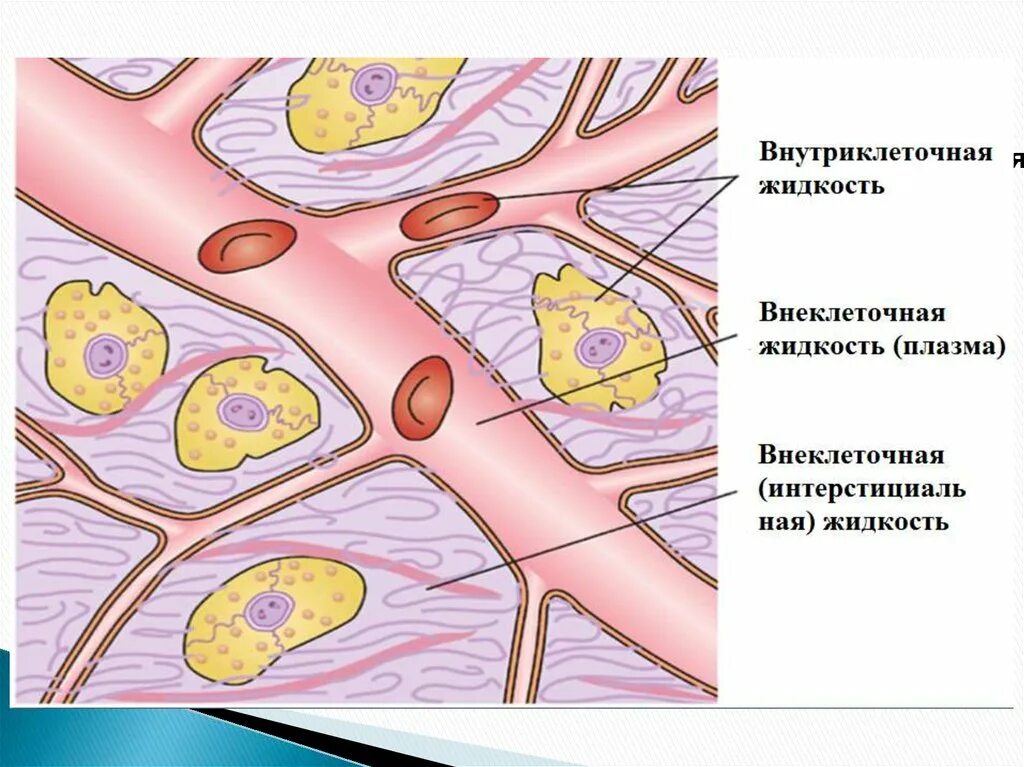 Межклеточная интерстициальная жидкость. Лимфа и межклеточная жидкость. Внутриклеточная и внеклеточная жидкость. Тканевая жидкость в организме. Межклеточная вода в организме