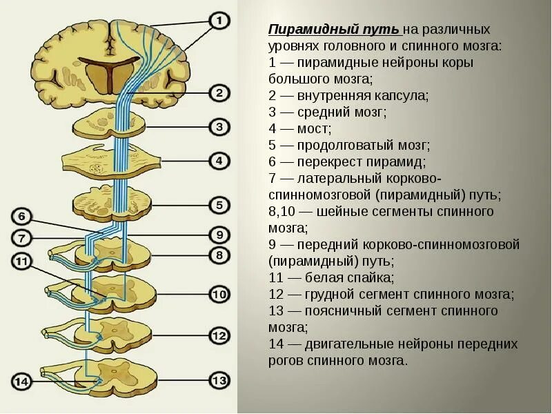 Перекрест пирамидного пути. Проводящие пути спинного мозга анатомия. Методы исследования пирамидного пути. Схема основных проводящих путей спинного мозга. Ядра центральной нервной системы