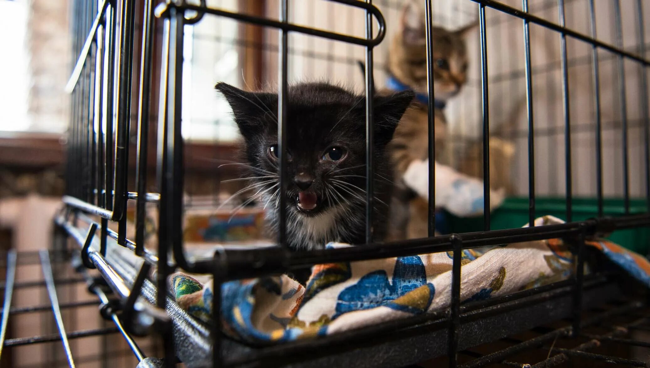 Приют котик, Химки. Приют для кошек. Приют для животных кошки. Приют для бездомных кошек. Приют для кошек брянск