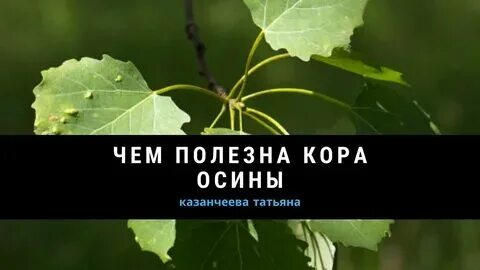 Осина польза для организма отзывы