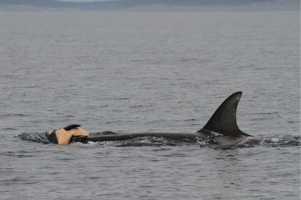Нападение касаток. Кит и Касатка и Дельфин. Касатки нападают на китов. Касатки нападают на дельфинов. Касатка опасна.
