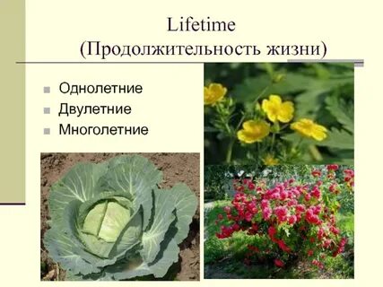 Продолжительность жизни однолетние двулетние многолетние
