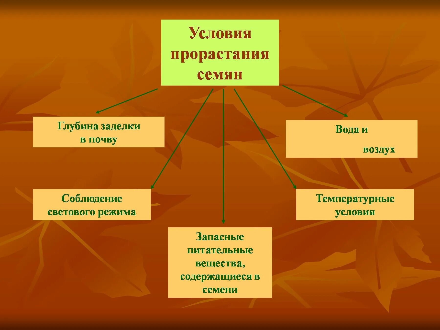 Презентация условия прорастания семян. Условия прорастания семян. Условия необходимые для прорастания семян. Прорастание семян условия прорастания глубина заделки. Факторы необходимые для прорастания семян.