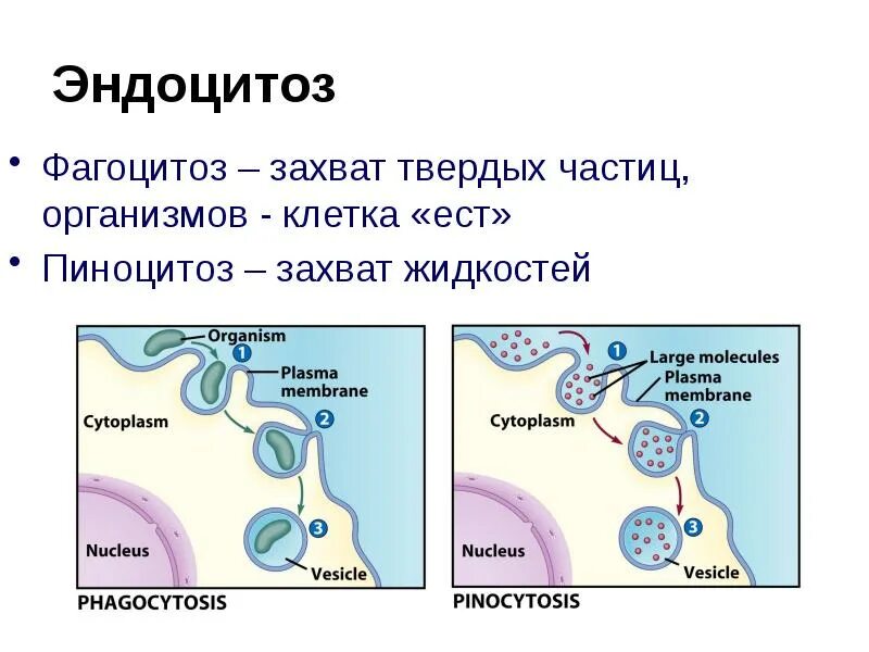 Эндоцитоз фагоцитоз мембранный транспорт. Эндоцитоз фагоцитоз пиноцитоз. Эндоцитоз и экзоцитоз. Эндоцитоз клетки.