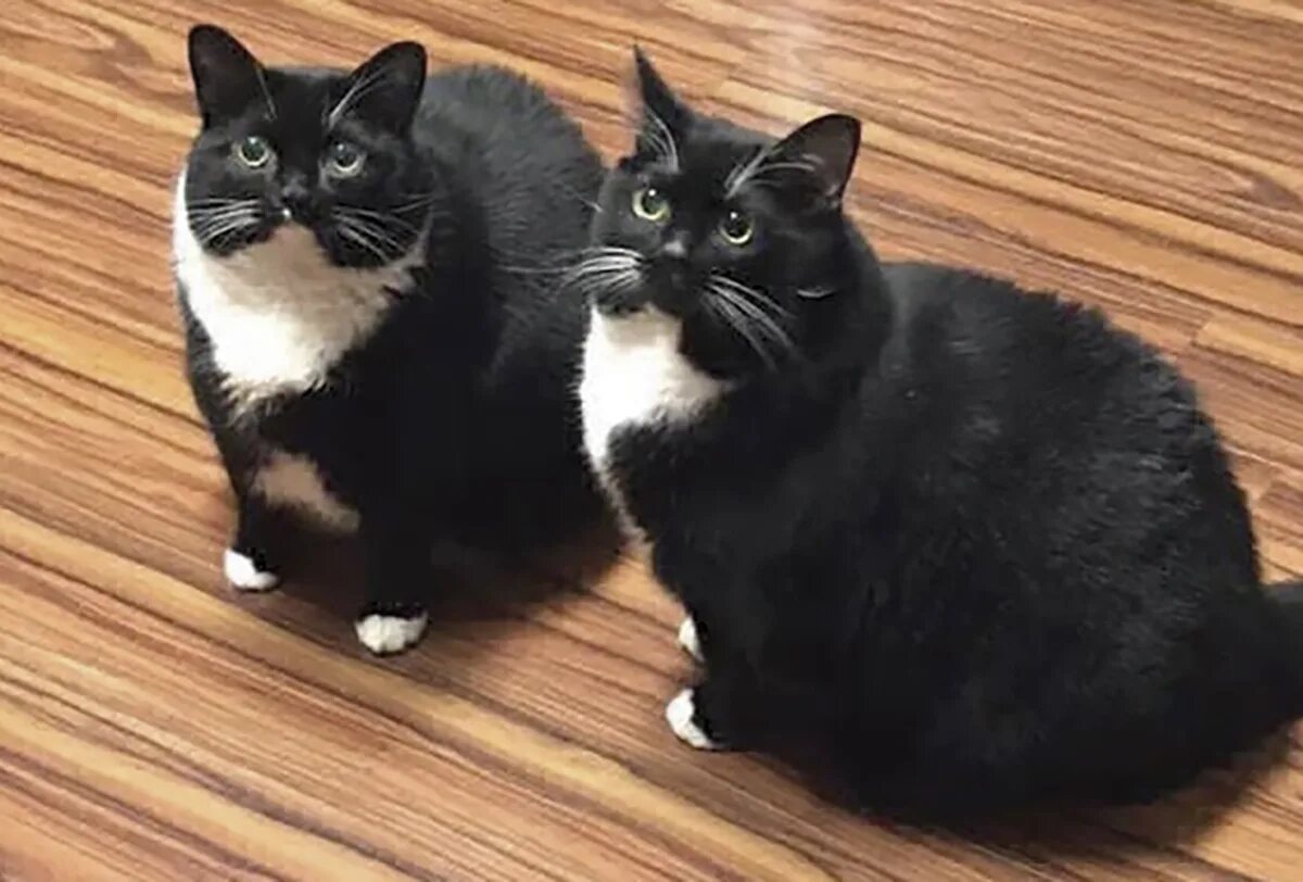 Теперь кота. Теперь кота