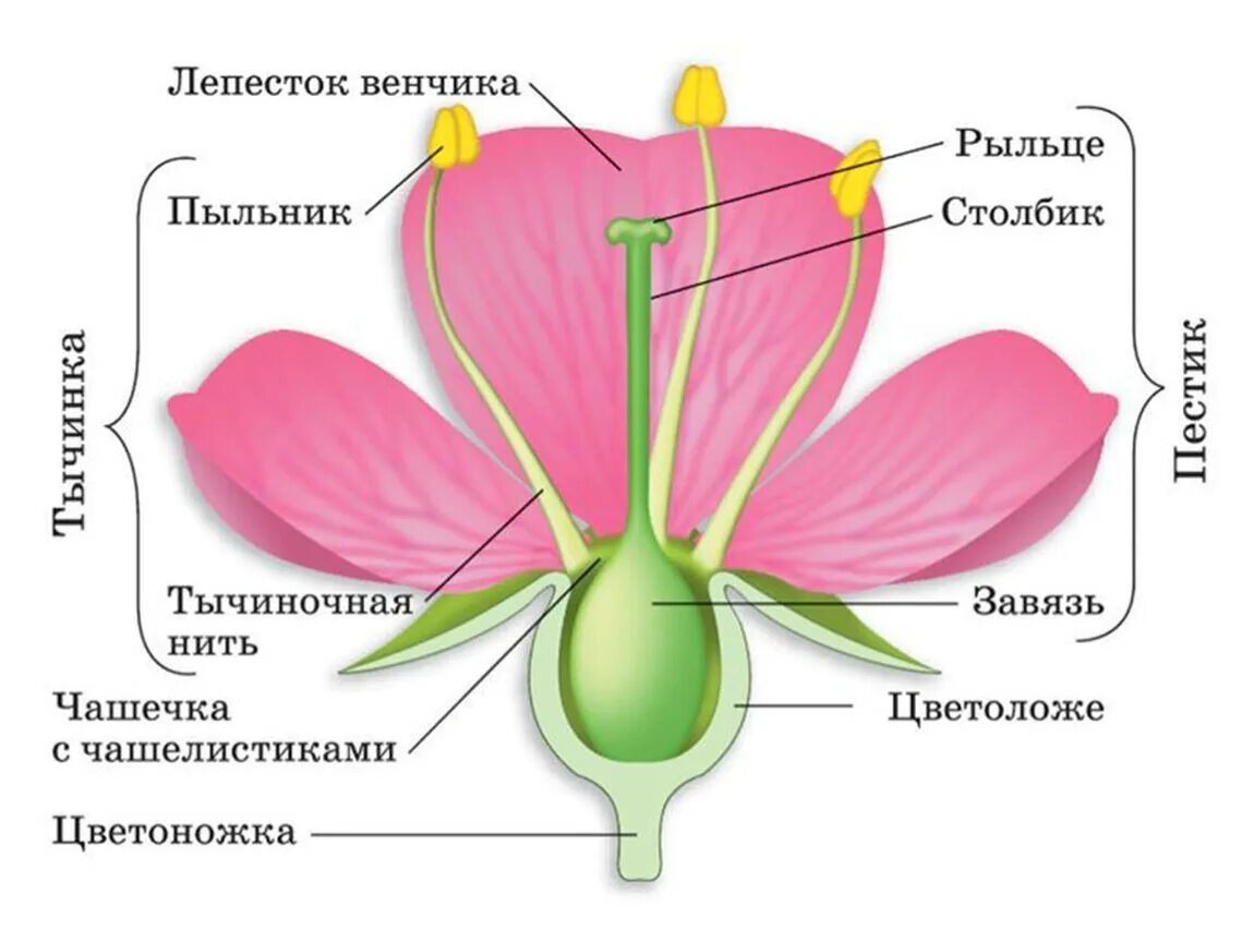 Строение покрытосеменных растений строение цветка. Тычинка пестик пыльник завязь. Цветоножка и цветоложе чашечка. Цветоножка цветоложе околоцветник.