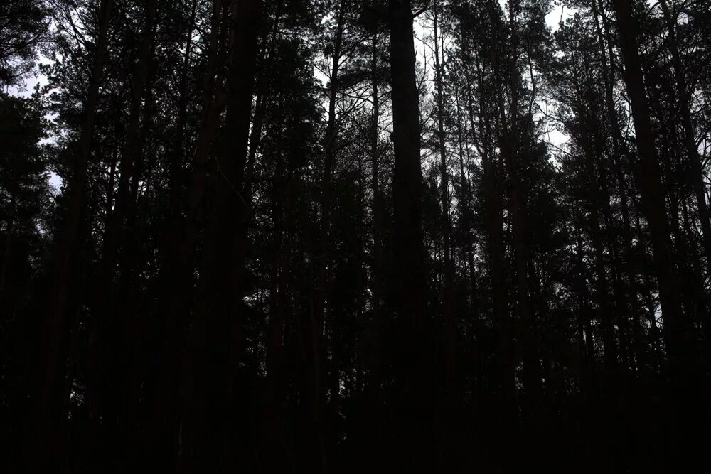 Самый черный лес. Черный лес. Темный черный лес. Лес в черном цвете. Черный лес Санкт-Петербург.