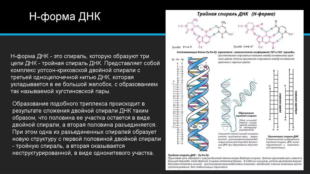 Матрицей является цепь днк. Структура двойной спирали ДНК. Схема строения ДНК двойная спираль. Двойная спираль молекулы ДНК. B- И Z-формы структуры ДНК.