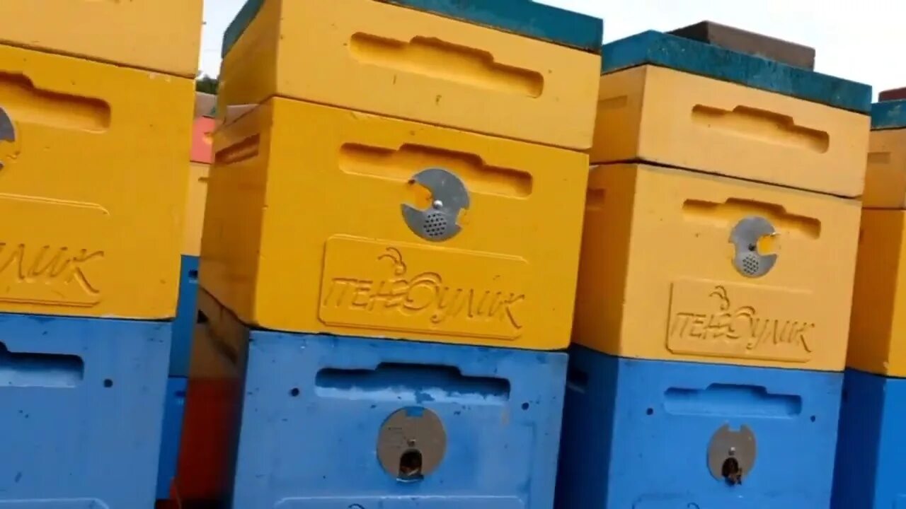 Пасека братьев марченко. Советы пчеловодам кашковский. Пчеловод марченко братья марченко. Братья марченко пчеловоды. Брудер бориса кравчика.