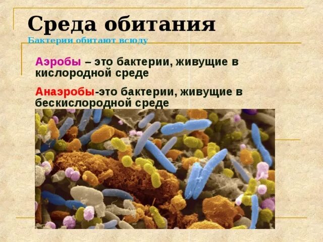 Бактерии в бескислородной среде. Среда обитания микроорганизмов. Бактерии обитают. Бактерии на разных средах. Среда обитания бактерий.