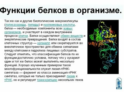 Для наработки белков человека часто используют клетки