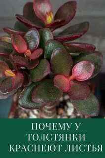 Денежное дерево краснеет