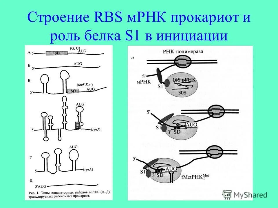 Биосинтез прокариот. Структура МРНК биохимия. Строение МРНК прокариот. Структура МРНК прокариот. Строение МРНК.