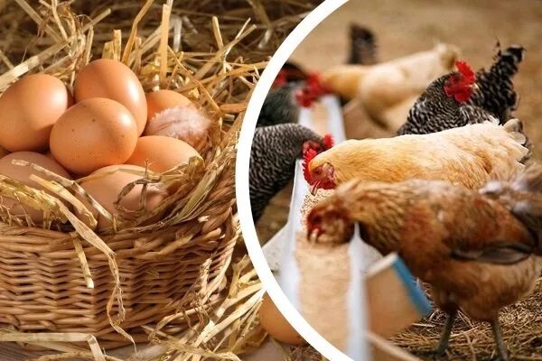 Можно курицам давать скорлупу. Яичная продуктивность кур. Яичная продуктивность сельскохозяйственной птицы. Яйцо домашнее куриное. Птицеводство яйценоскость.