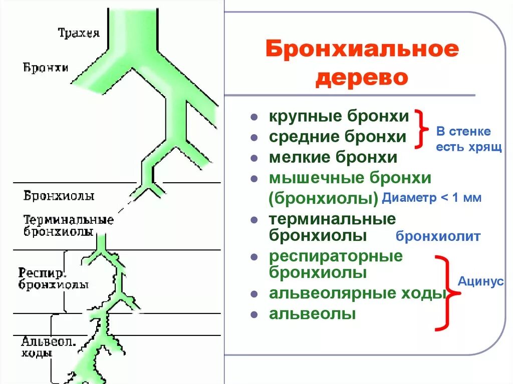 Терминальные отделы бронхиального дерева. Бронхиальное дерево строение стенки. Схема деления бронхиального дерева. Бронхиальное дерево деление бронхов.