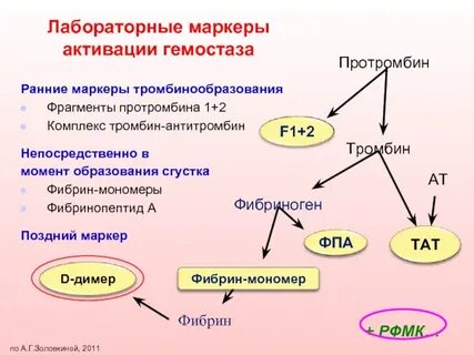 Образование протромбина образование тромба образование фибрина
