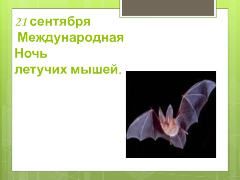 Международная ночь летучих мышей 20 сентября. День летучих мышей. международный день летучих мышей. 20 сентября международный день летучих мышей.