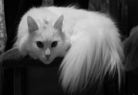 Черно белая шерсть у кошки