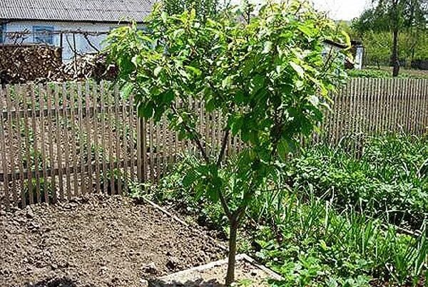 Можно посадить черешню. Черешня Овстуженка. Саженцы вишни. Вишня на участке. Черешня дерево на дачном участке.