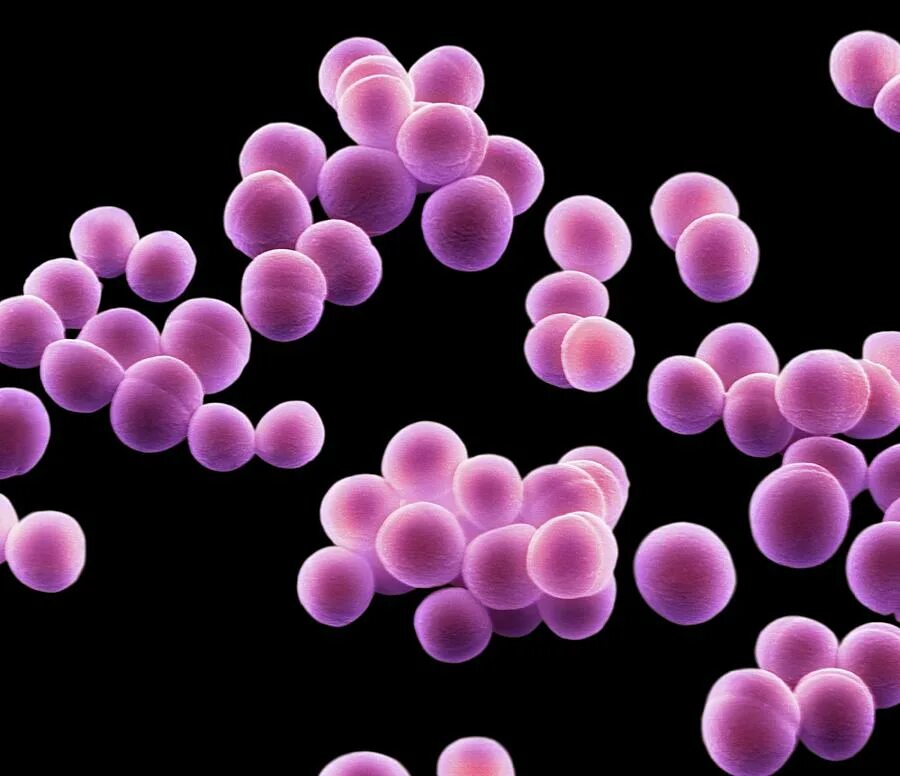 Стафилакока. Эпидермальный стафилококк Staphylococcus epidermidis. Сапрофитные кокки. S. aureus золотистый стафилококк. Сапрофитный стрептококк.