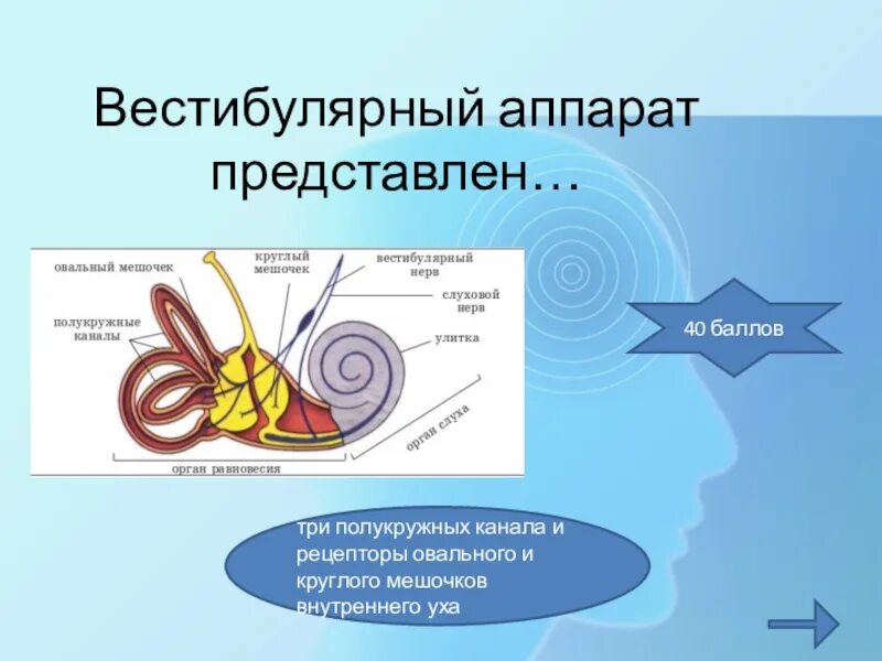 Мешочки и полукружные каналы вестибулярного аппарата. Строение вестибулярного анализатора мешочки. Вестибулярный анализатор состоит из. Вестибулярный аппарат анатомия. Преддверие вестибулярного аппарата это мешочки.