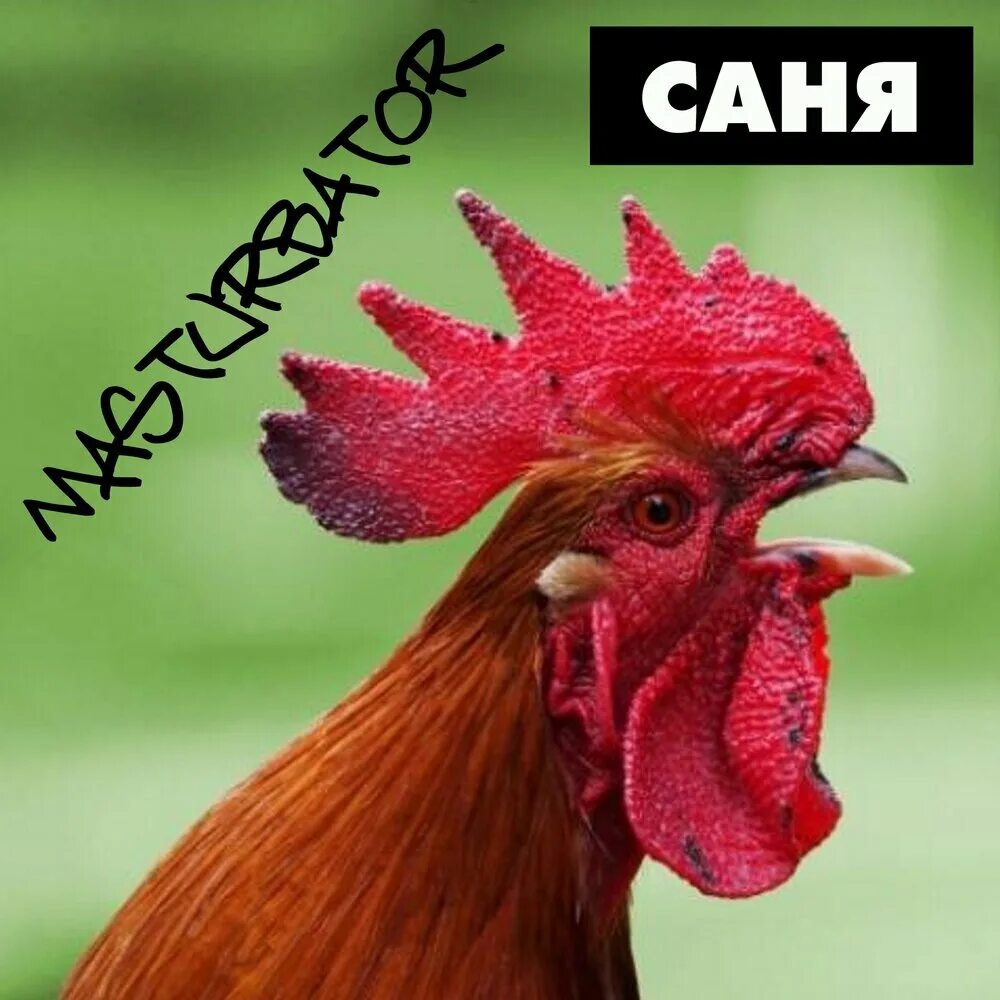 Почему петух кричит ночью. Гребешок петуха. петушки рецепт.
