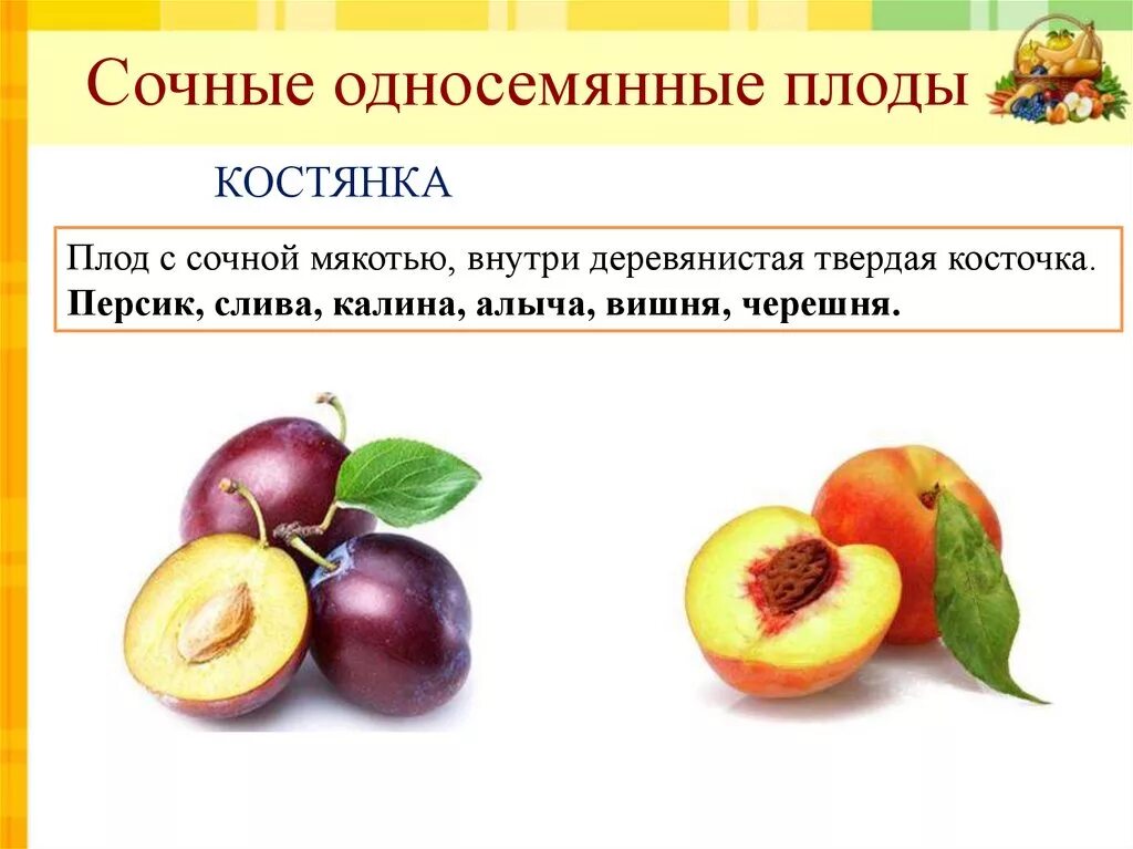 Как отличить плод. Односемянные и многосемянные плоды. Сочные односемянные плоды черешня. Костянка это многосеменной плод. Сочные односемянные костянка.