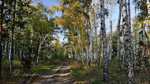 Березовая роща свердловская область