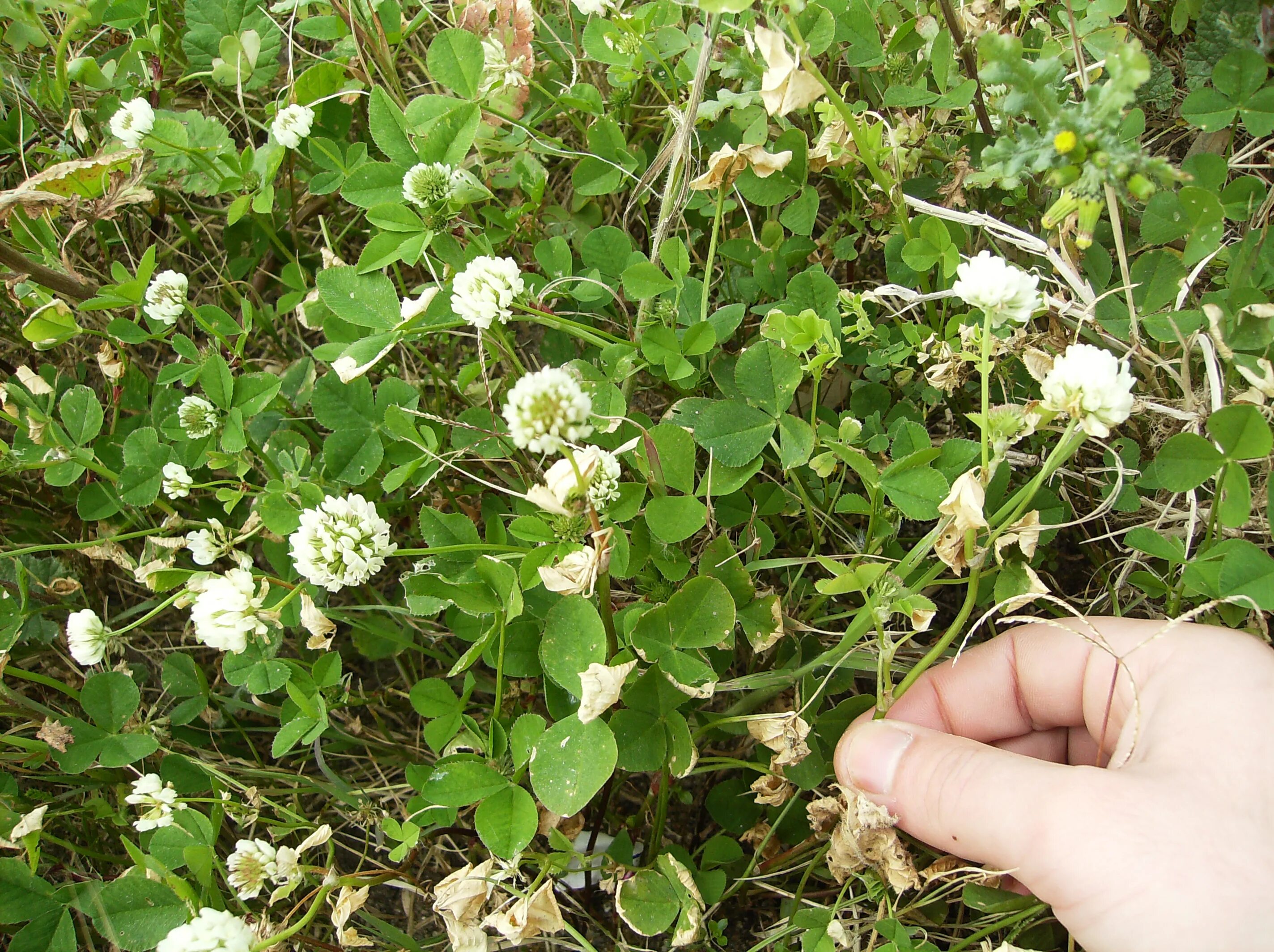 Когда цветет клевер. Клевер ползучий (Trifolium repens). Клевер белый ползучий. Клевер ползучий всходы. Белый Клевер ползучий всходы.