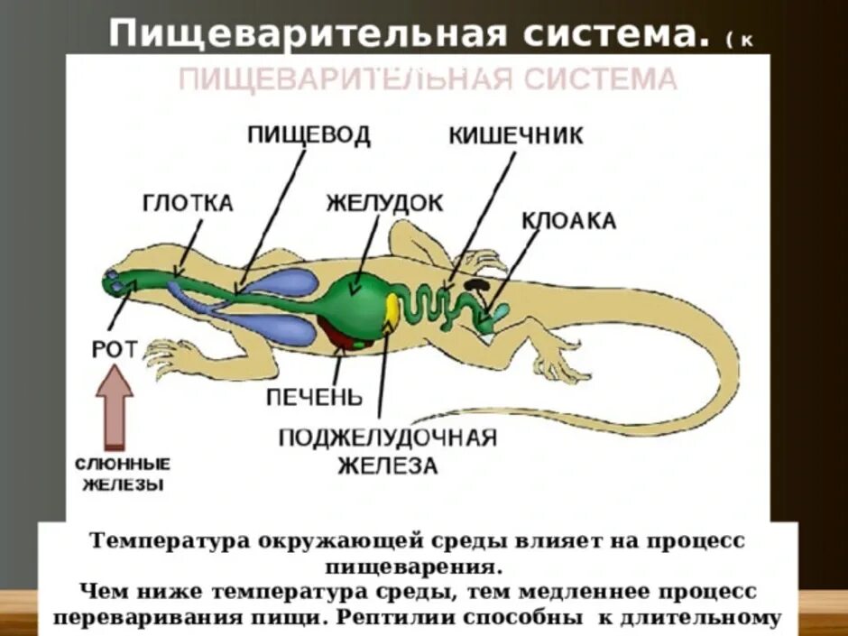 Какой орган у ящерицы. Пищеварительная система пресмыкающихся схема. Строение класса пресмыкающихся пищеварительная система. Схема строения пищеварительной системы пресмыкающихся. Хвостатые земноводные пищеварительная система.